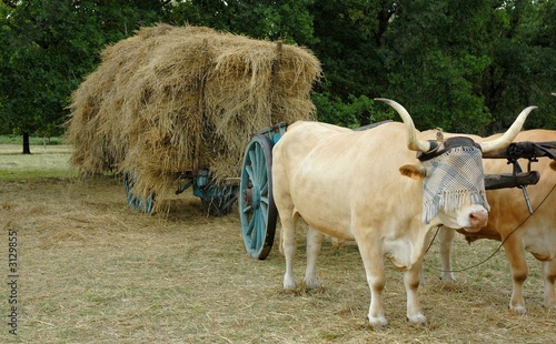 Fotografía foin et  boeufs