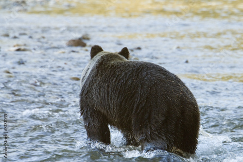 Photography grizzly standing in the river