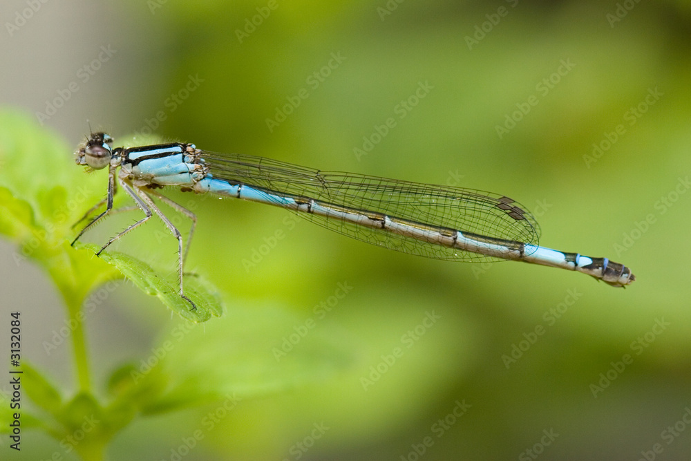 blue damselfly blue damselfly
