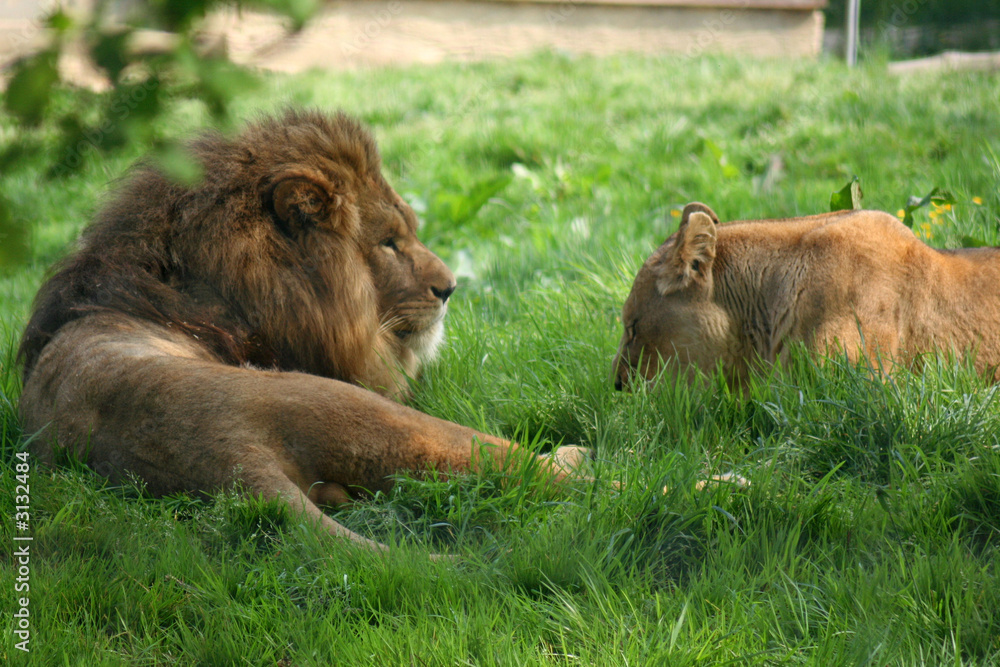 lion et lionne lion et lionne