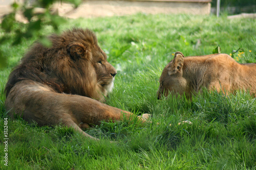 lion et lionne