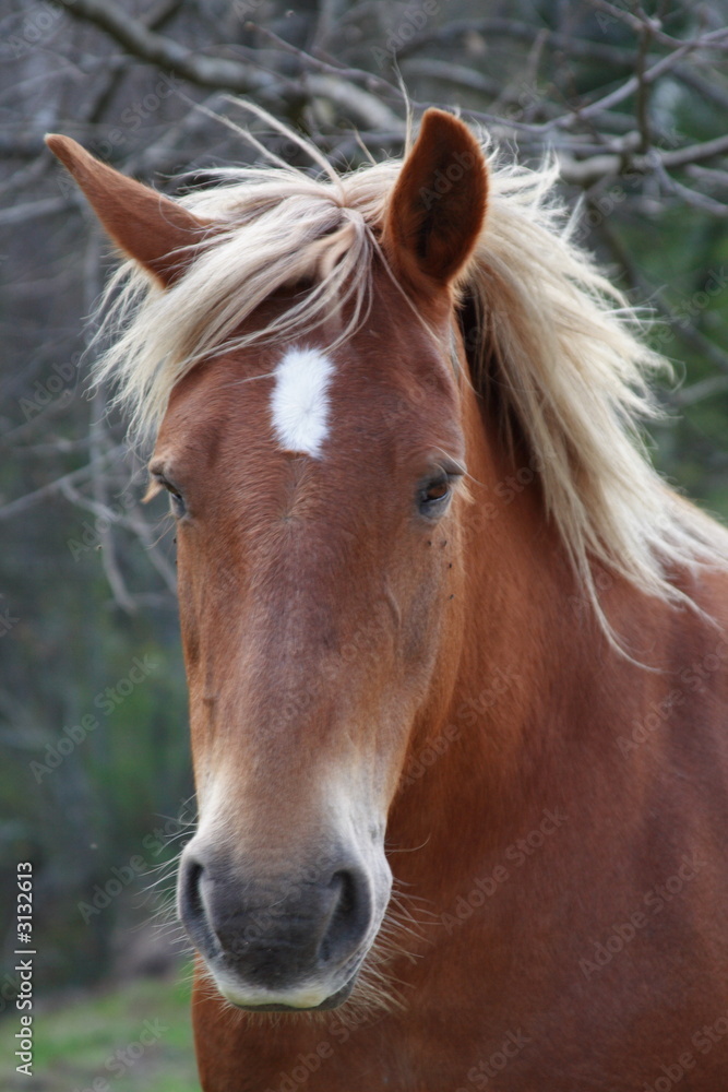 cheval