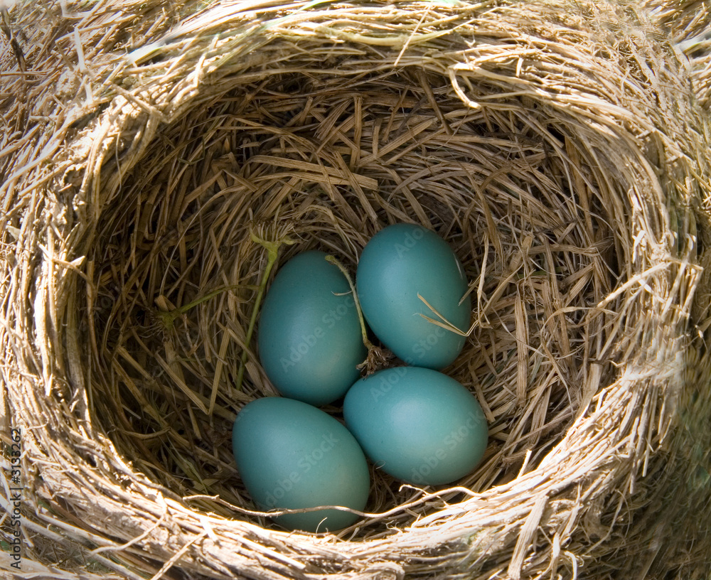 american robin's nest (turdus migratorius) american robin's nest (turdus migratorius)