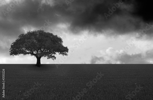 arbre sur prairie noir et blanc #3133226