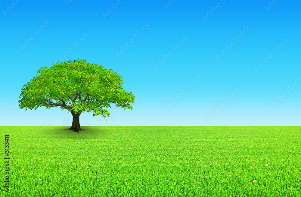 Obraz premium arbre sur prairie et ciel bleu