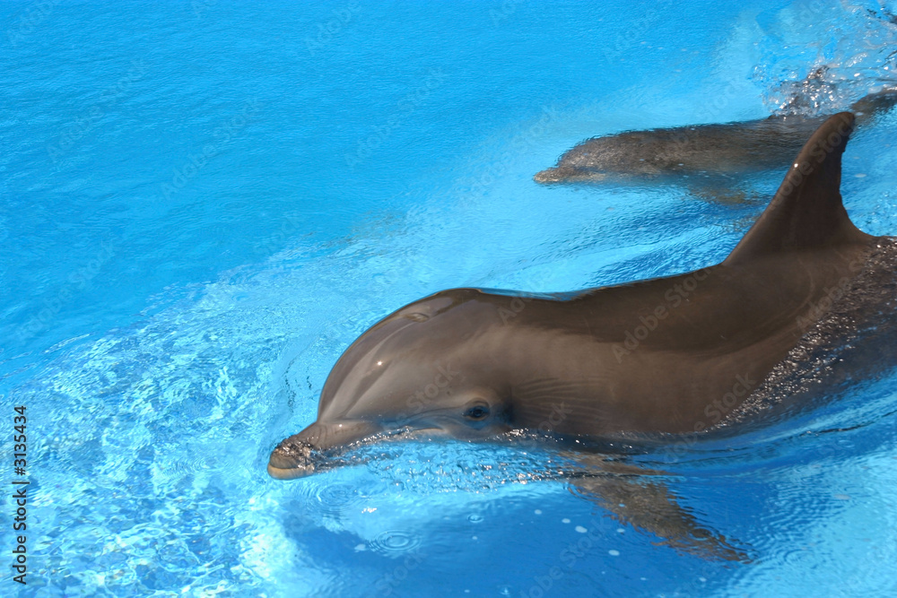 Obraz premium dolphin duo