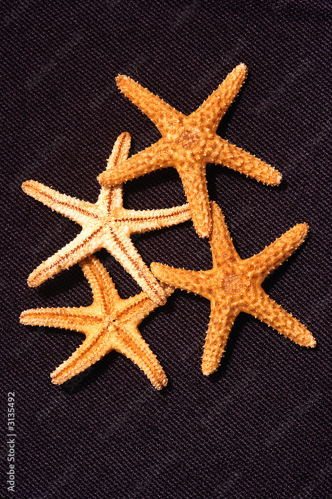 starfish group starfish group