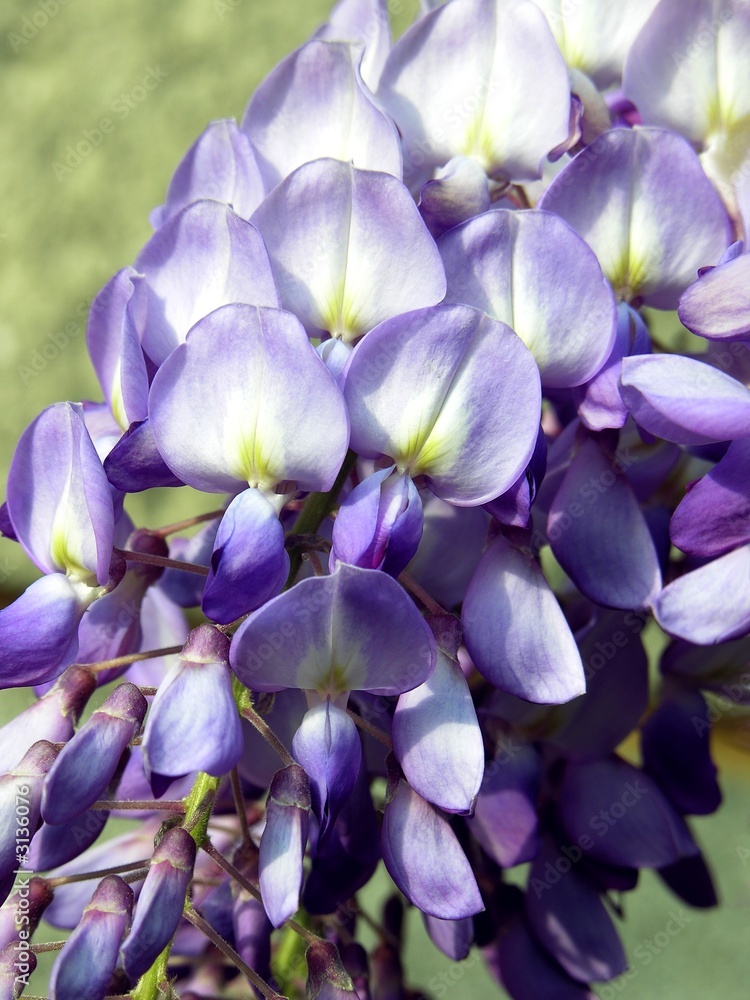 wisteria creeper violet flowers wisteria creeper violet flowers