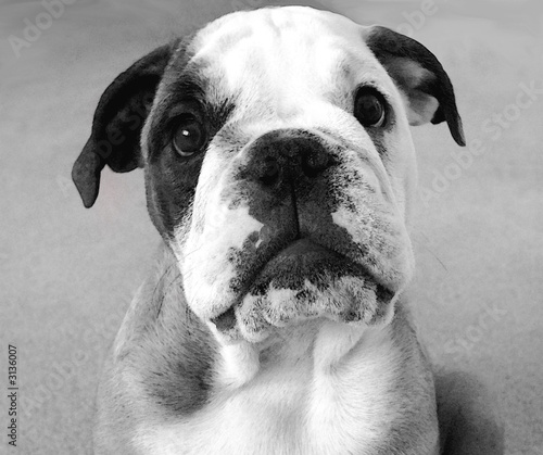 puppy