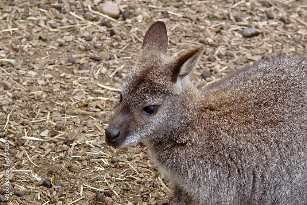 wallaby i