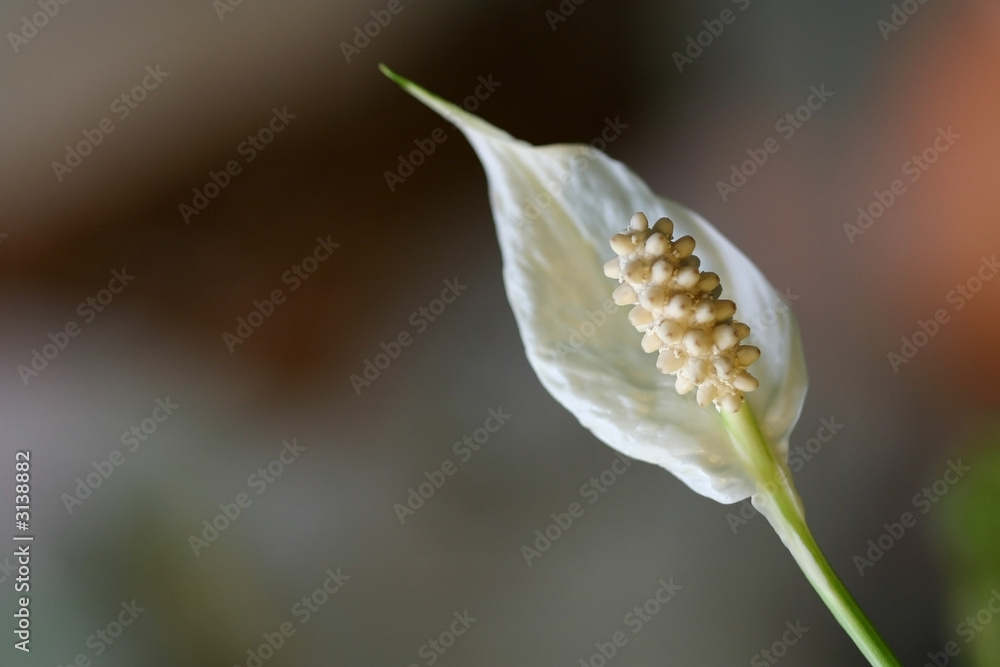 white flower white flower