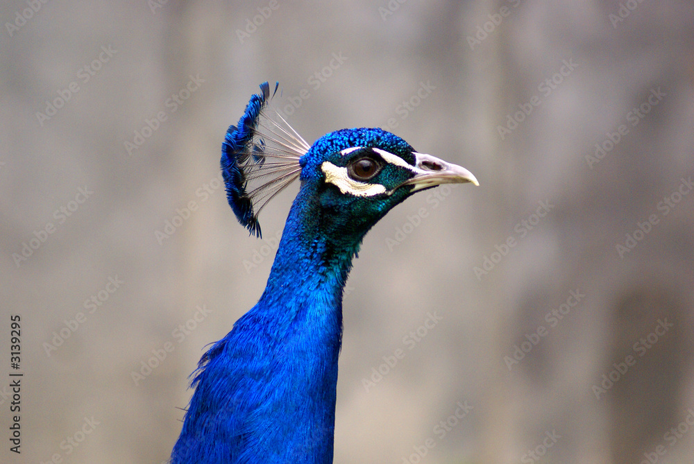 peacock peacock