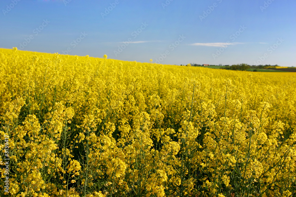 rapeseed on a beautiful summerday