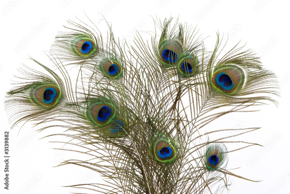 Obraz premium peacock feathers