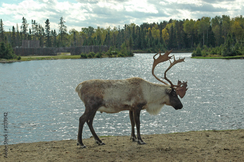 caribou photo