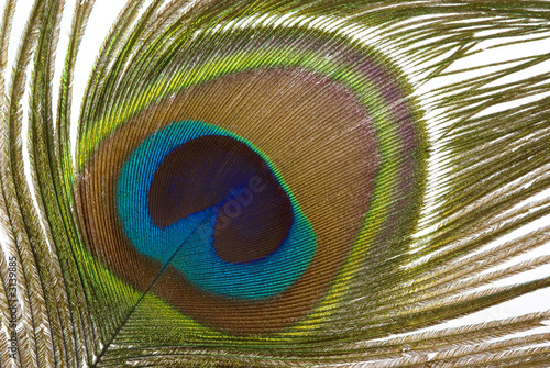 peacock feather