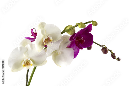 orchids