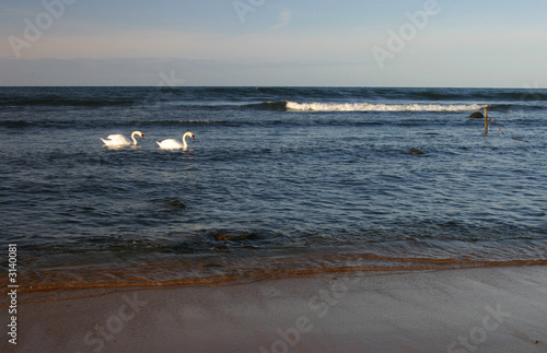 two wild swans on the sea
