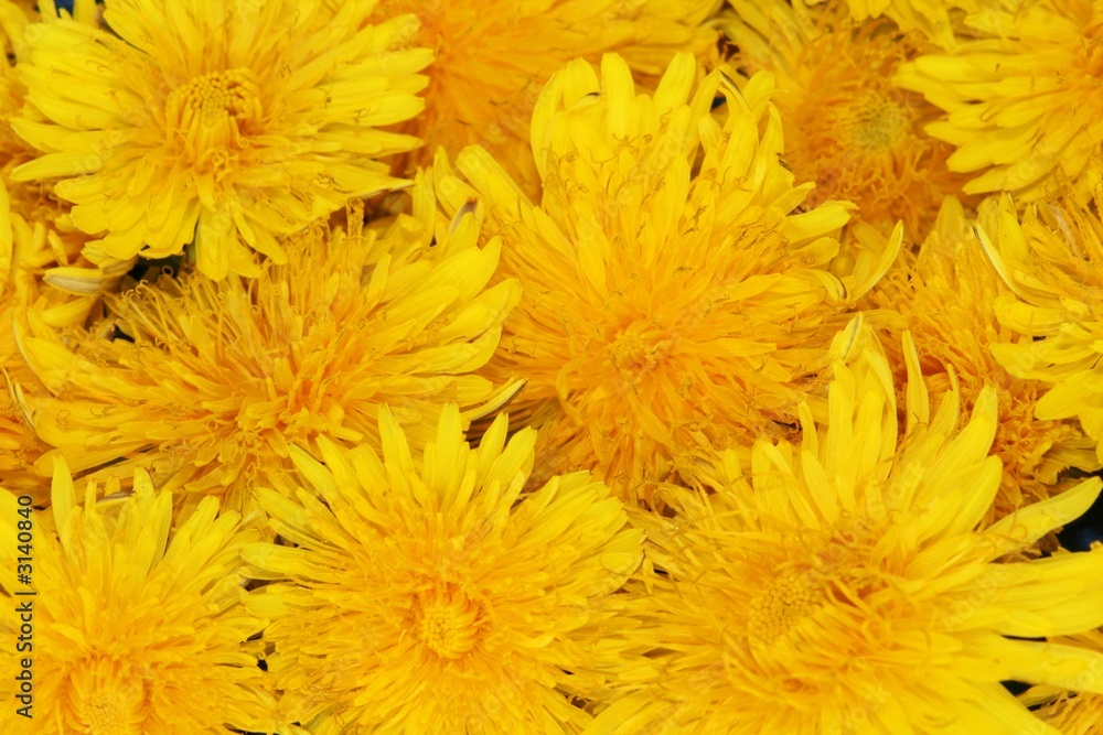 yellow dandelion yellow dandelion