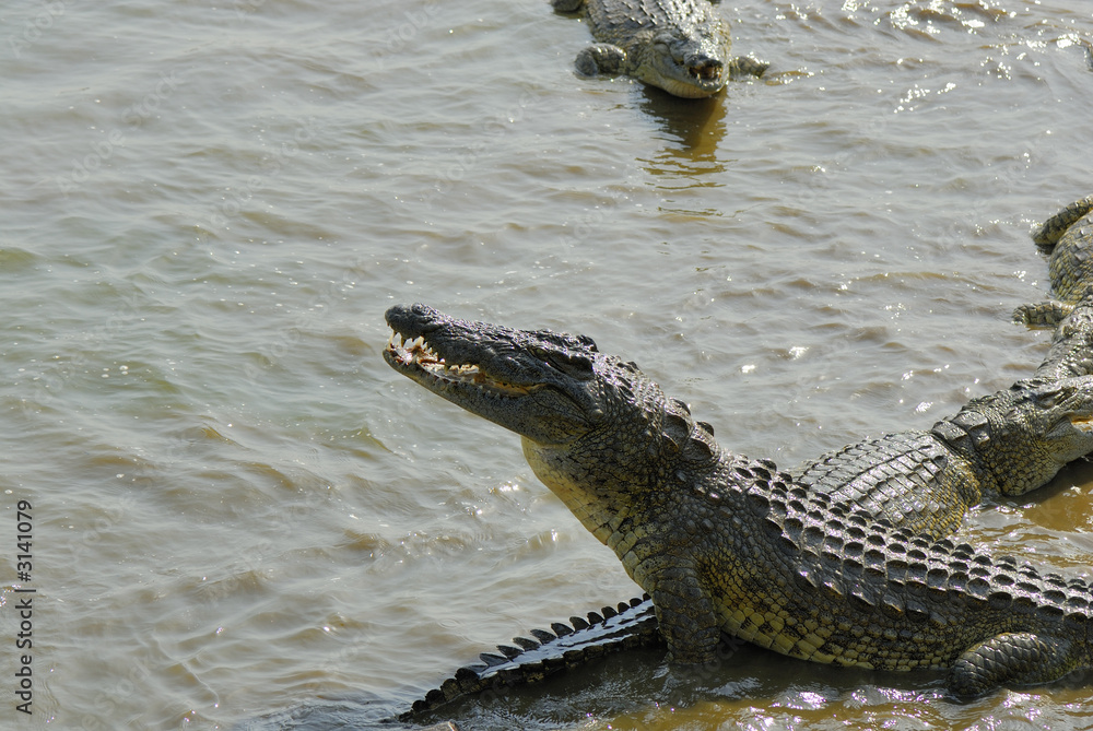 crocodiles crocodiles