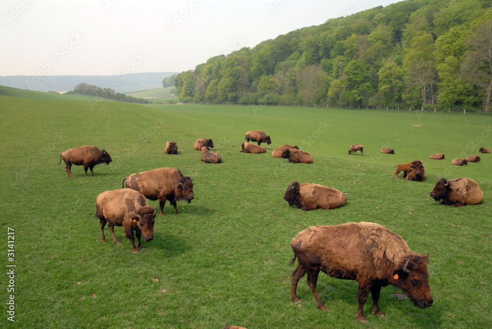 troupeau de bisons troupeau de bisons
