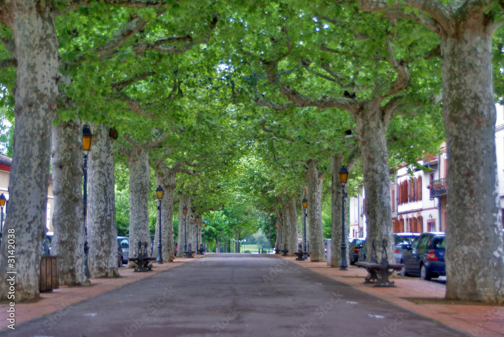 allée de platanes