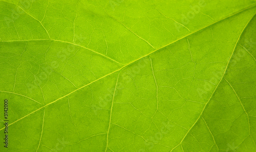 beautiful, a leaf