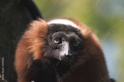 vari close up
