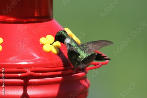 hungry hummer photo