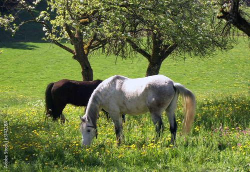 horses in spring