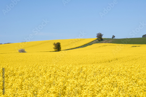 yellow landscape