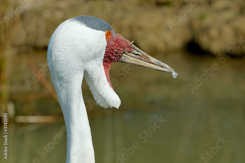 wattled crane photo