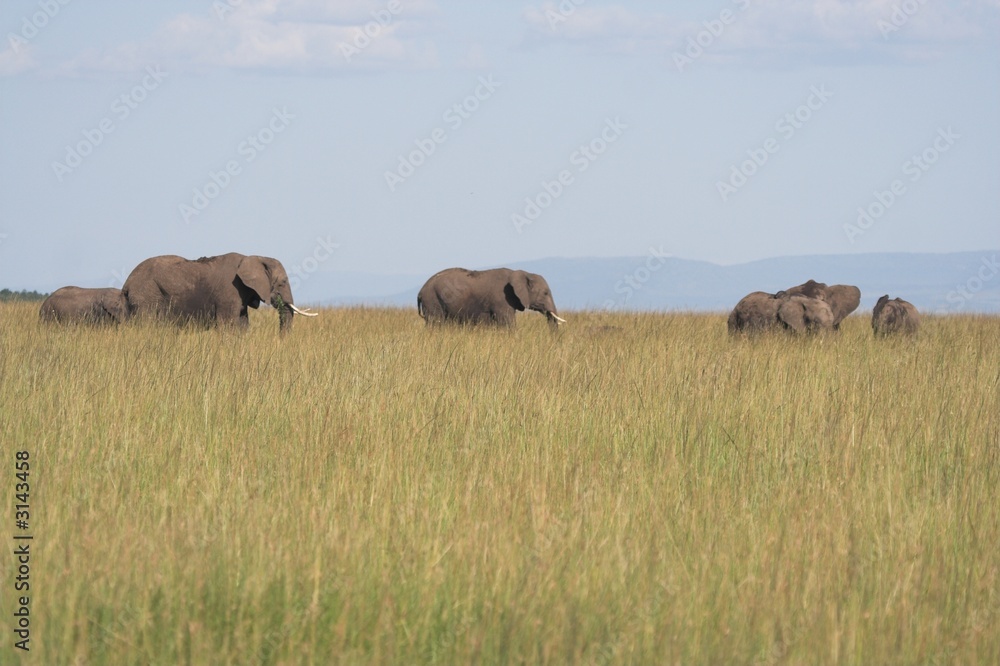 elephants in grass