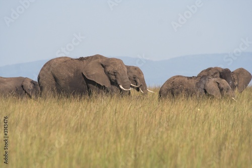 elephants in grass © Derek Gower