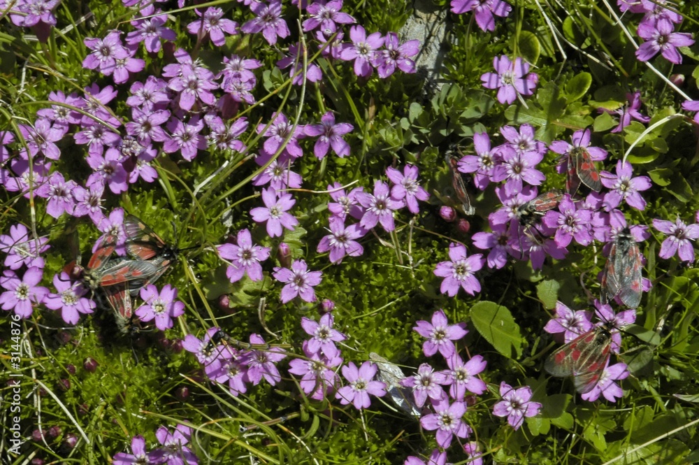 flore alpine