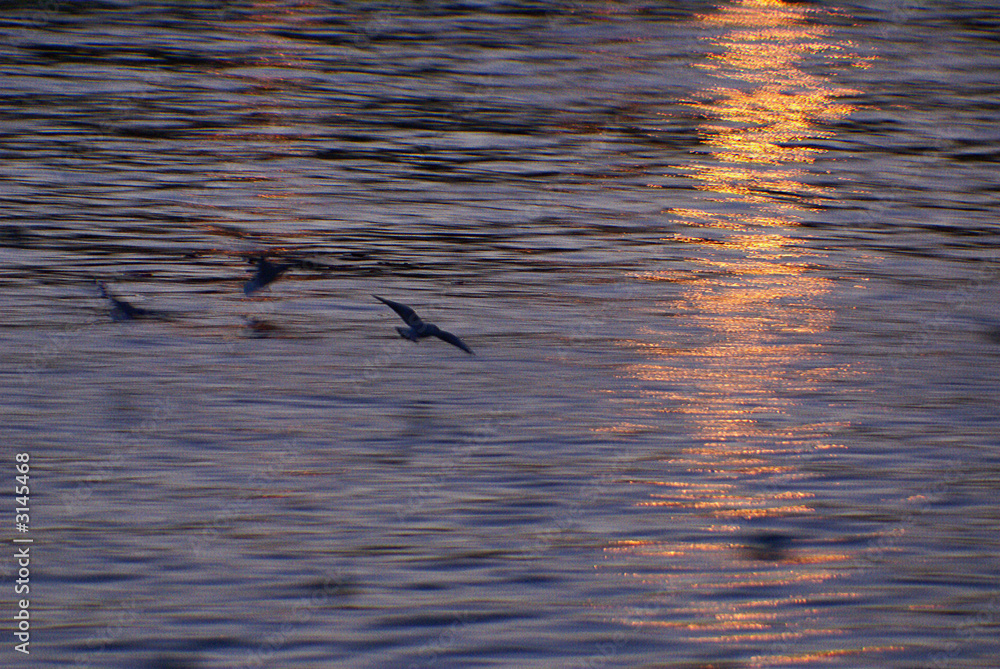 sparkling sunset on thames with landing birds sparkling sunset on thames with landing birds