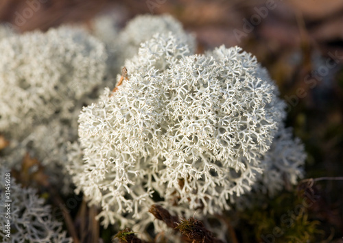 iceland moss
