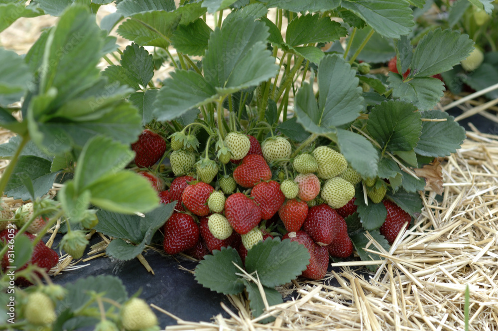neue erdbeeren
