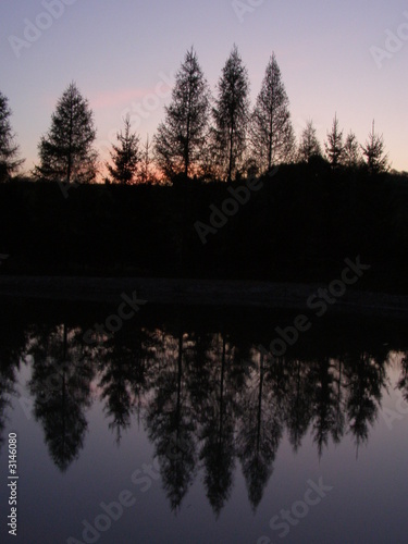 woods over water