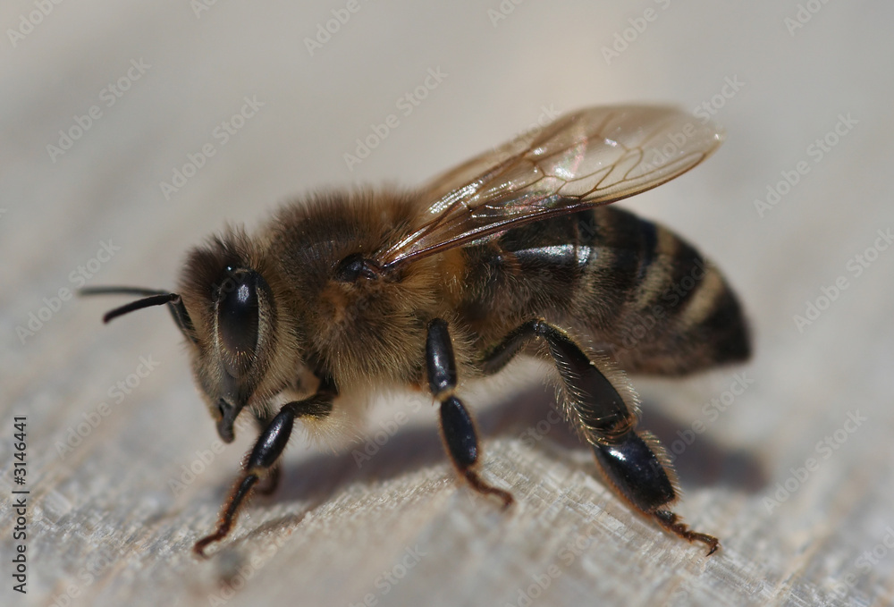 honeybee honeybee