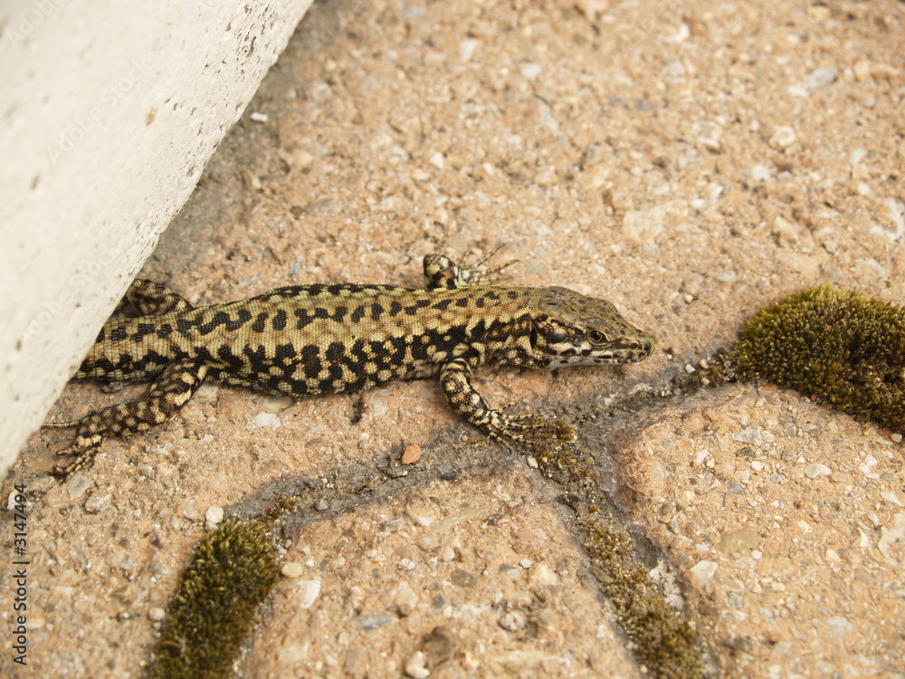 lizard lizard