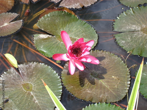 nénuphar 6