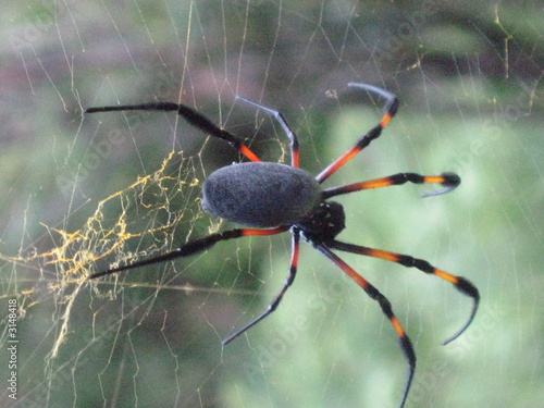 nephila inaurata photo