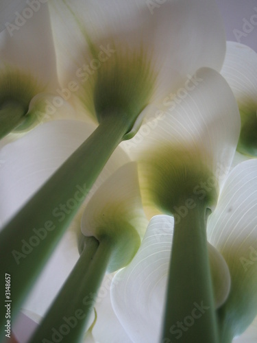 calla