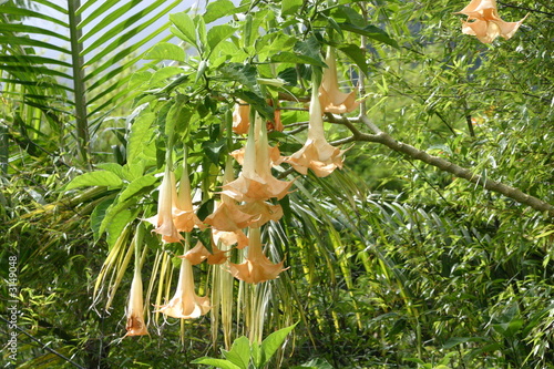 datura