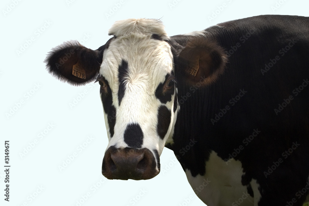 vache noire et blanche