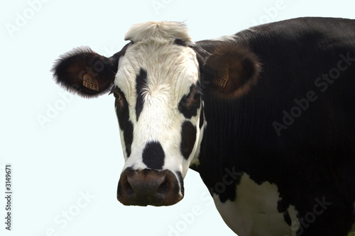 vache noire et blanche © Danielle Bonardelle