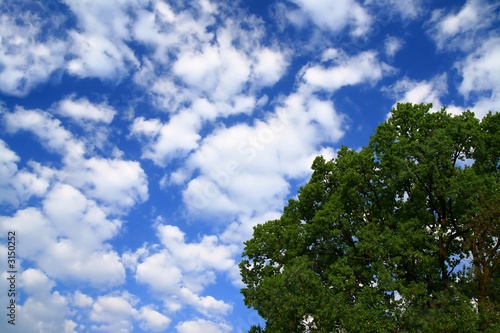 blue sky and tree-oak