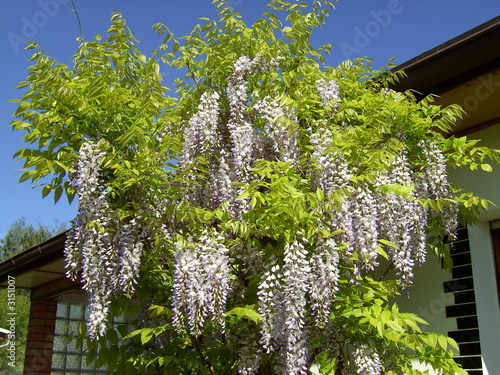 blauregen 1 photo