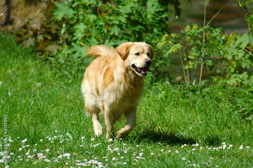 golden retriever golden retriever